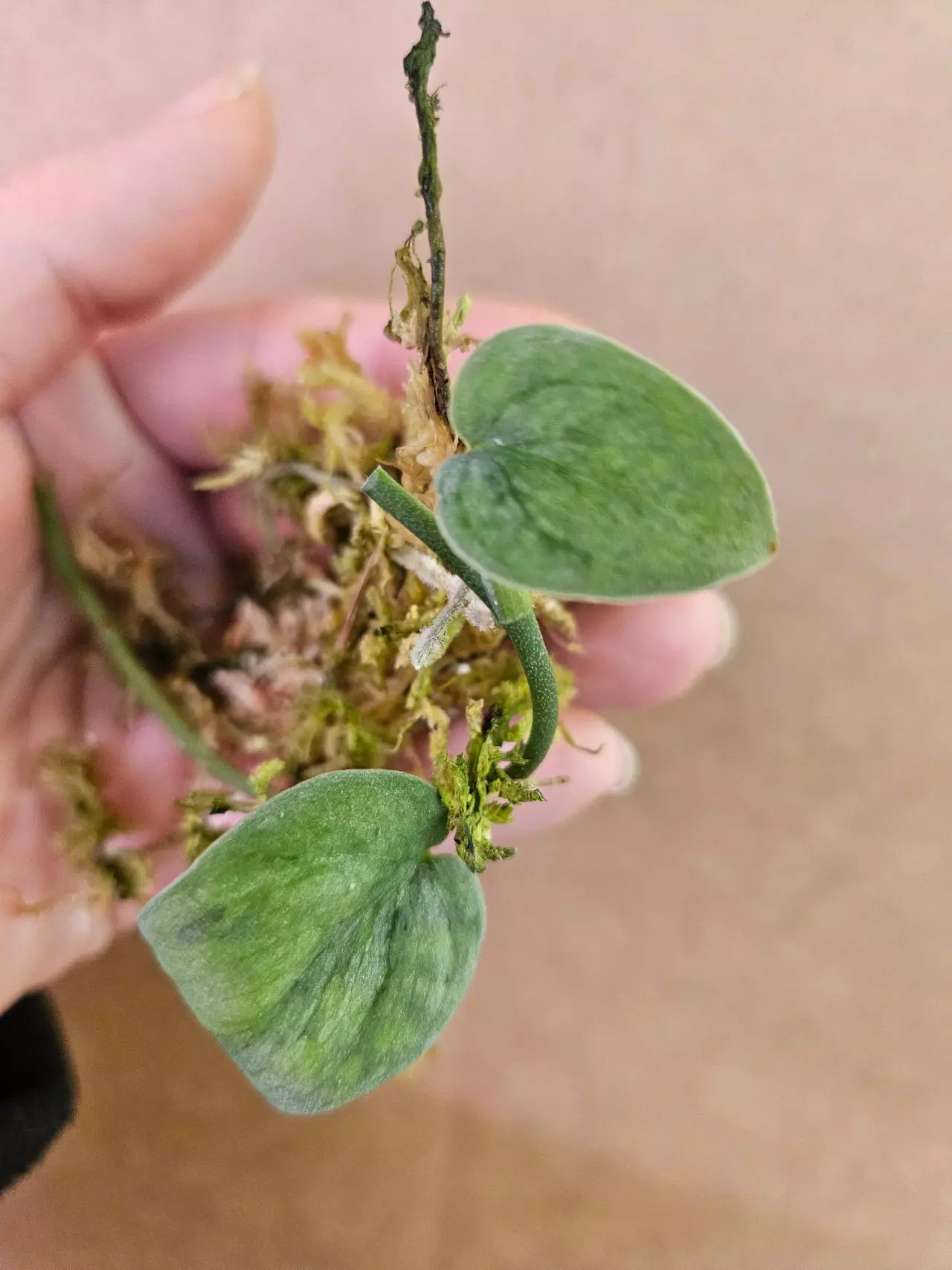 plant/Scindapsus snow fleckled-1