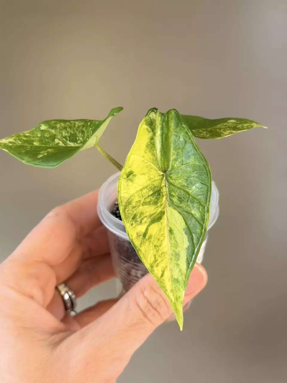 plant/508 Alocasia Scalprum Aurea-0