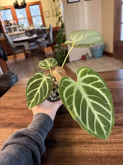 plant/A. Silver Butterfly Hybrid-1-thumbnail