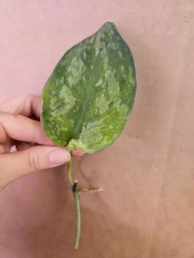 plant/Scindapsus mejile lightly rooted-3-thumbnail