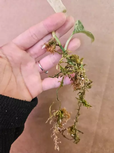 plant/Scindapsus peasun-2-thumbnail