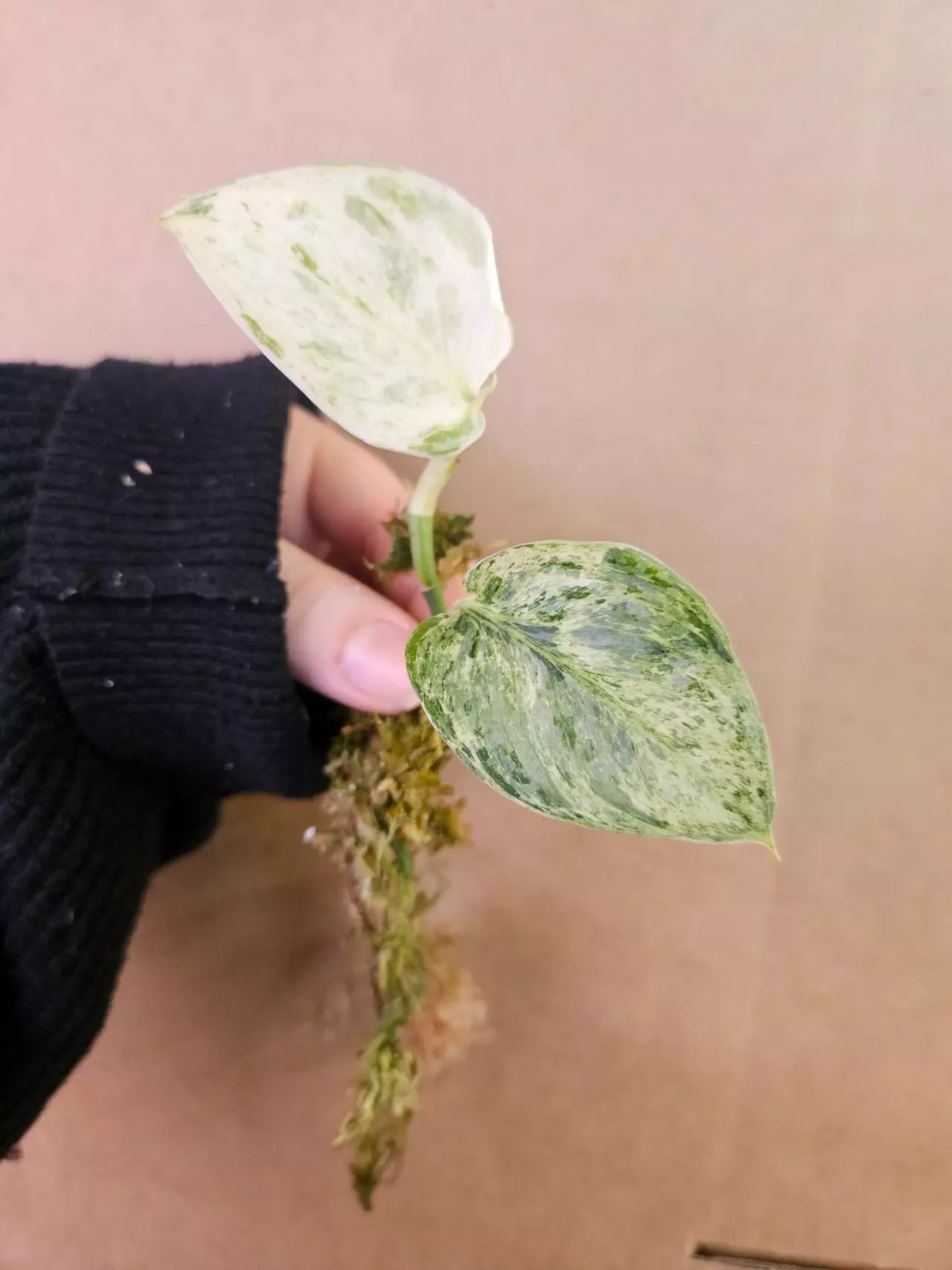 plant/Scindapsus peasun-0