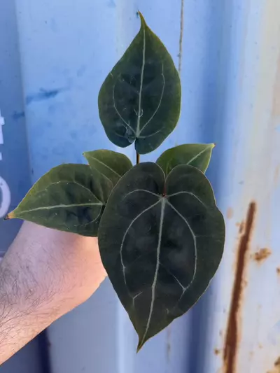 plant/Bundle-0-thumbnail