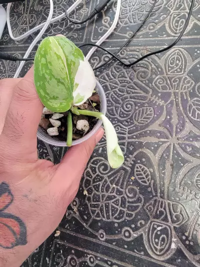 plant/Scindapsus Simbara #3-1-thumbnail