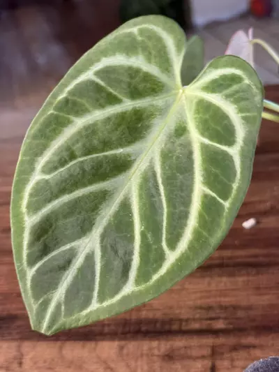 plant/A. Silver Butterfly Hybrid-3-thumbnail