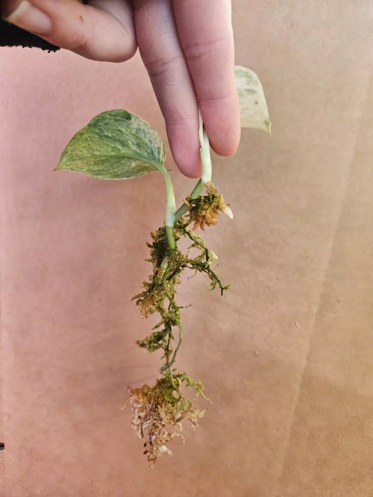 plant/Scindapsus peasun-3