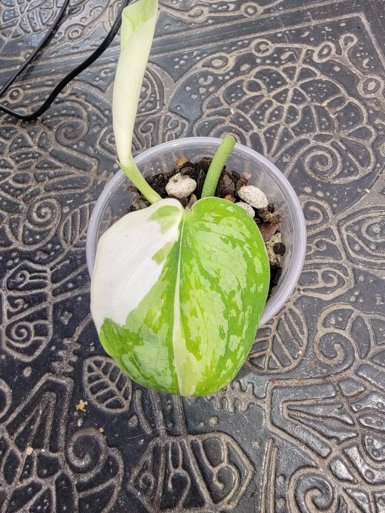 plant/Scindapsus Simbara #3-0