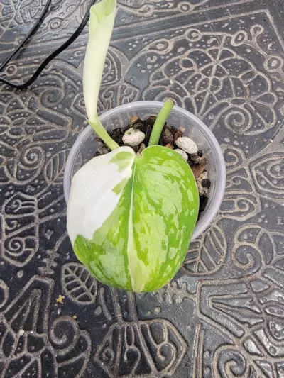 plant/Scindapsus Simbara #3-0-thumbnail