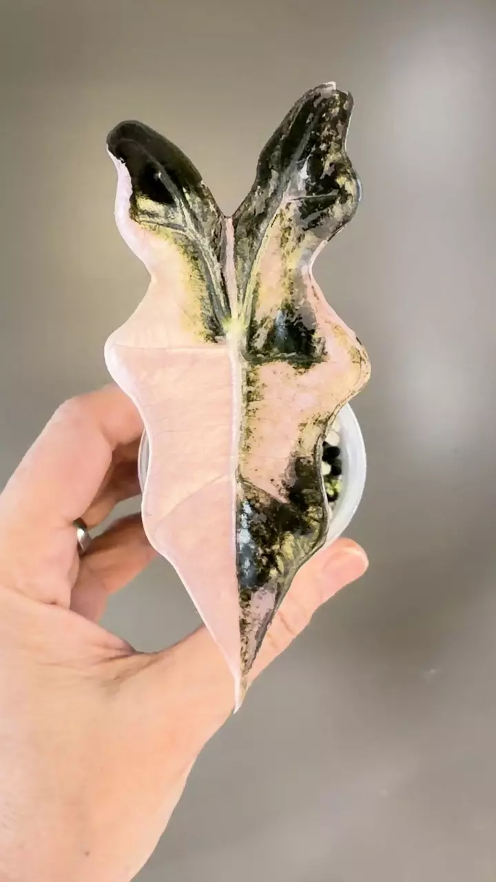 plant/511 Alocasia Pink Nobilis (K)-1