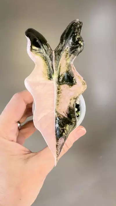 plant/511 Alocasia Pink Nobilis (K)-1-thumbnail