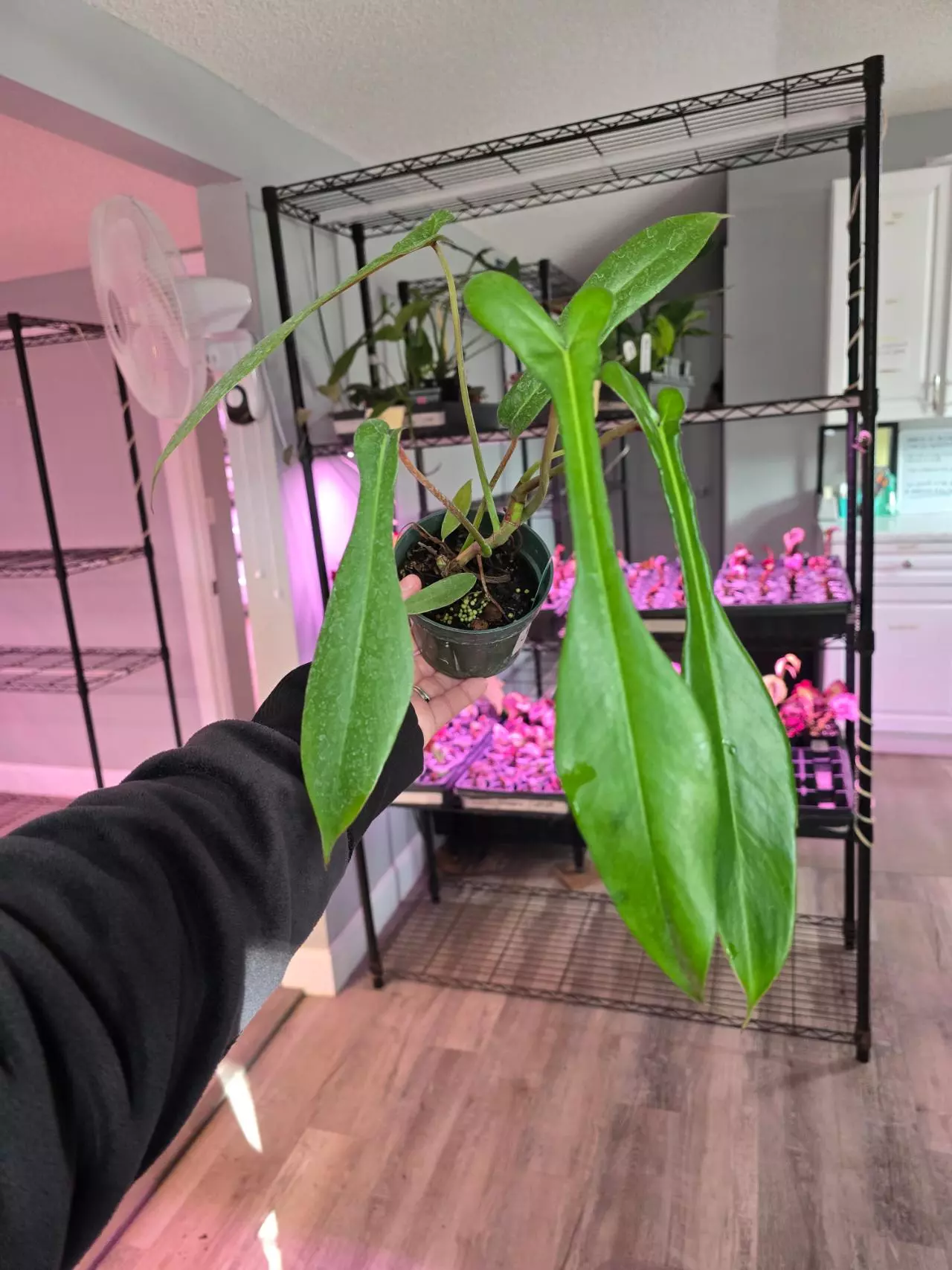 plant/4in Philodendron joepii GC-0