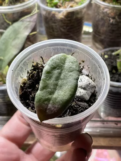 plant/Hoya Nova Ghost-0-thumbnail