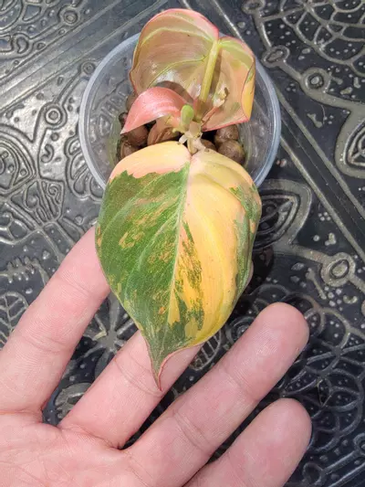 plant/Thai pink mican-2-thumbnail