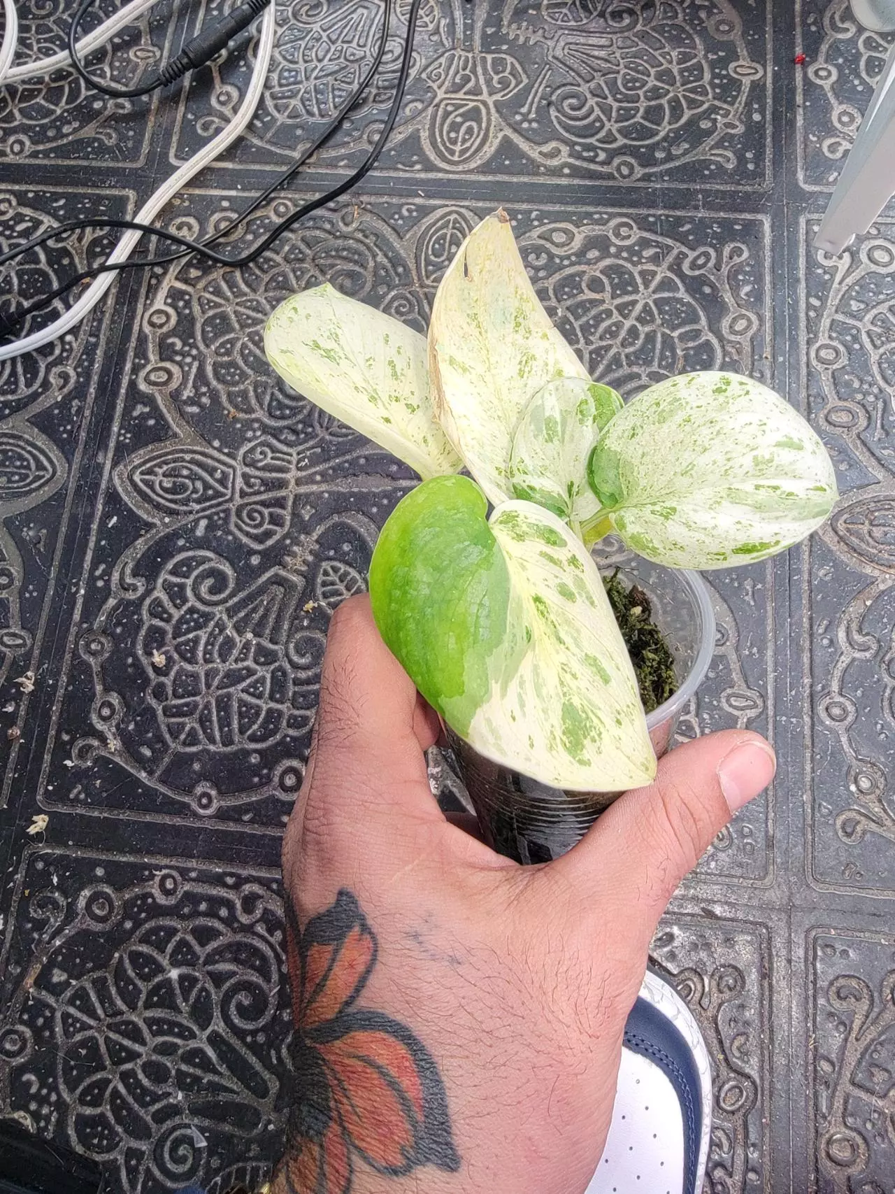 plant/Scindapsus halimoon-2