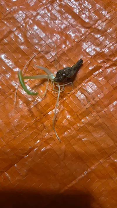 plant/Puncak Borneesis Alocasia Corm-0-thumbnail