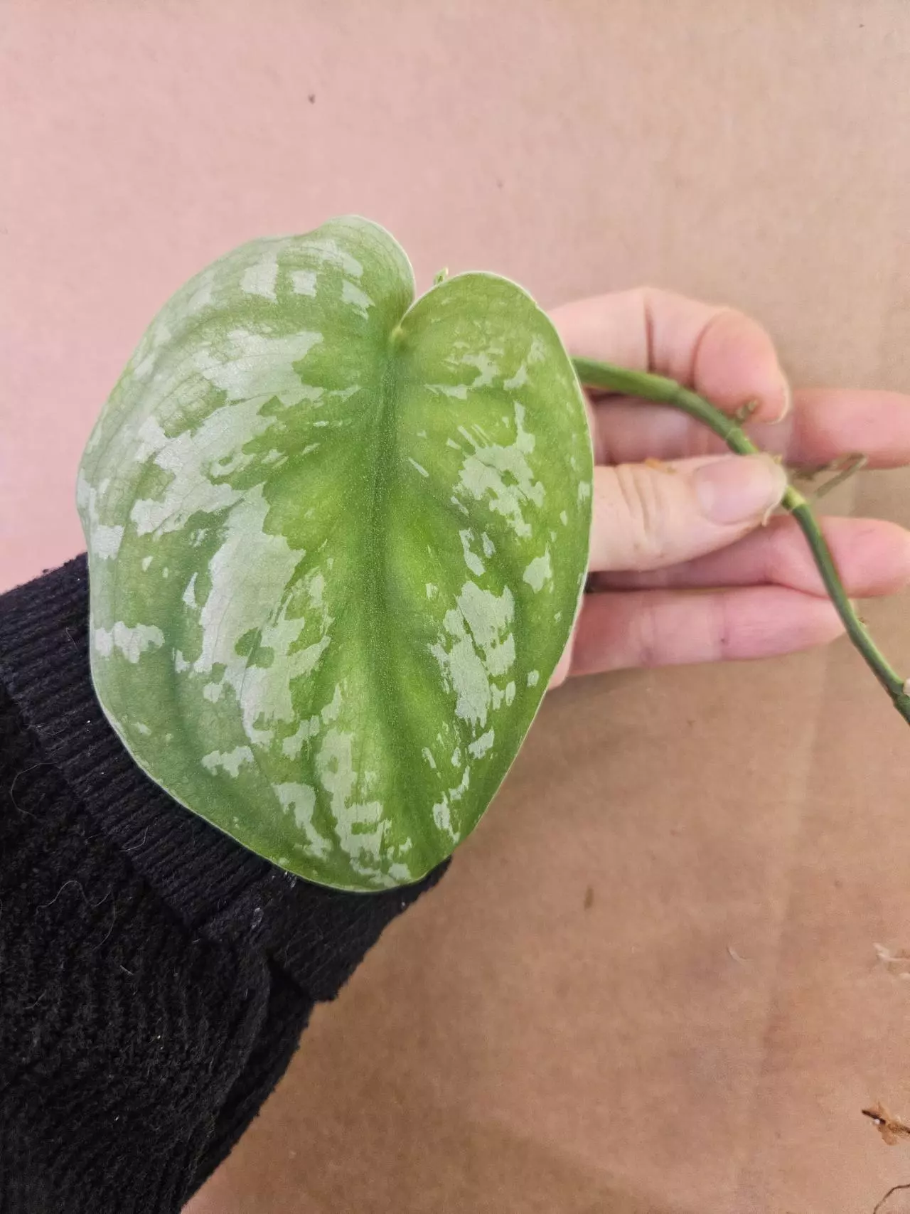 plant/Exotica no id-1