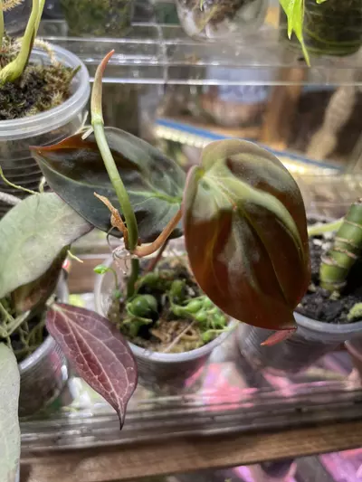 plant/Micans (cut from Halo) & String of Pearls-0-thumbnail