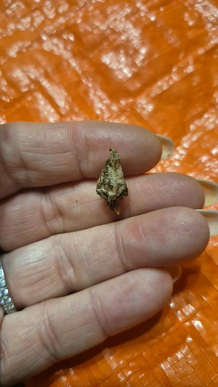 plant/Mystery Corm-1