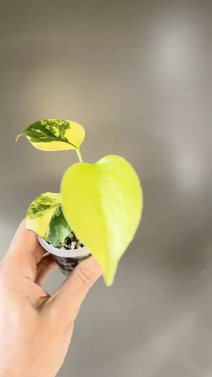 plant/495 Monstera Aurea-1