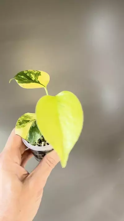 plant/495 Monstera Aurea-1-thumbnail