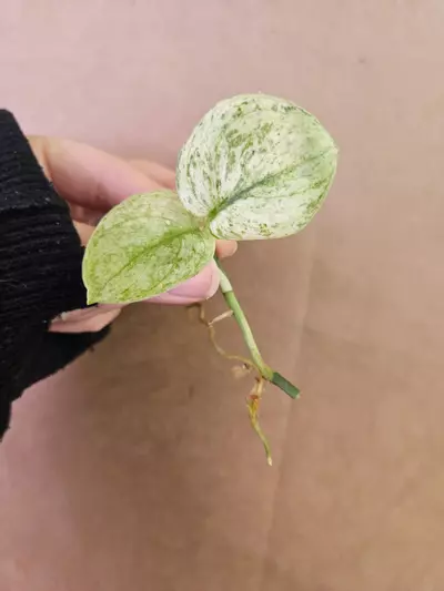 plant/Scindapsus silver tiger-1-thumbnail