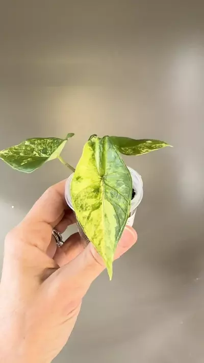 plant/508 Alocasia Scalprum Aurea-1-thumbnail