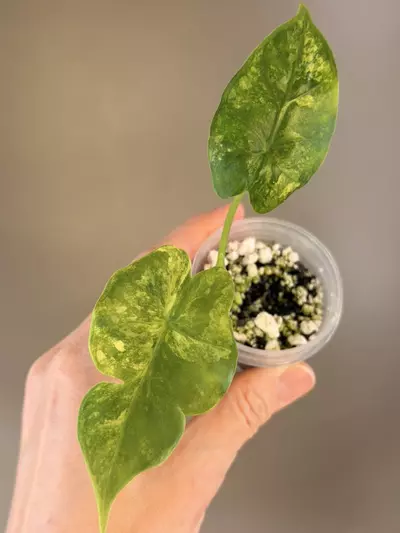 plant/514 Alocasia Tyrion Aurea-0-thumbnail