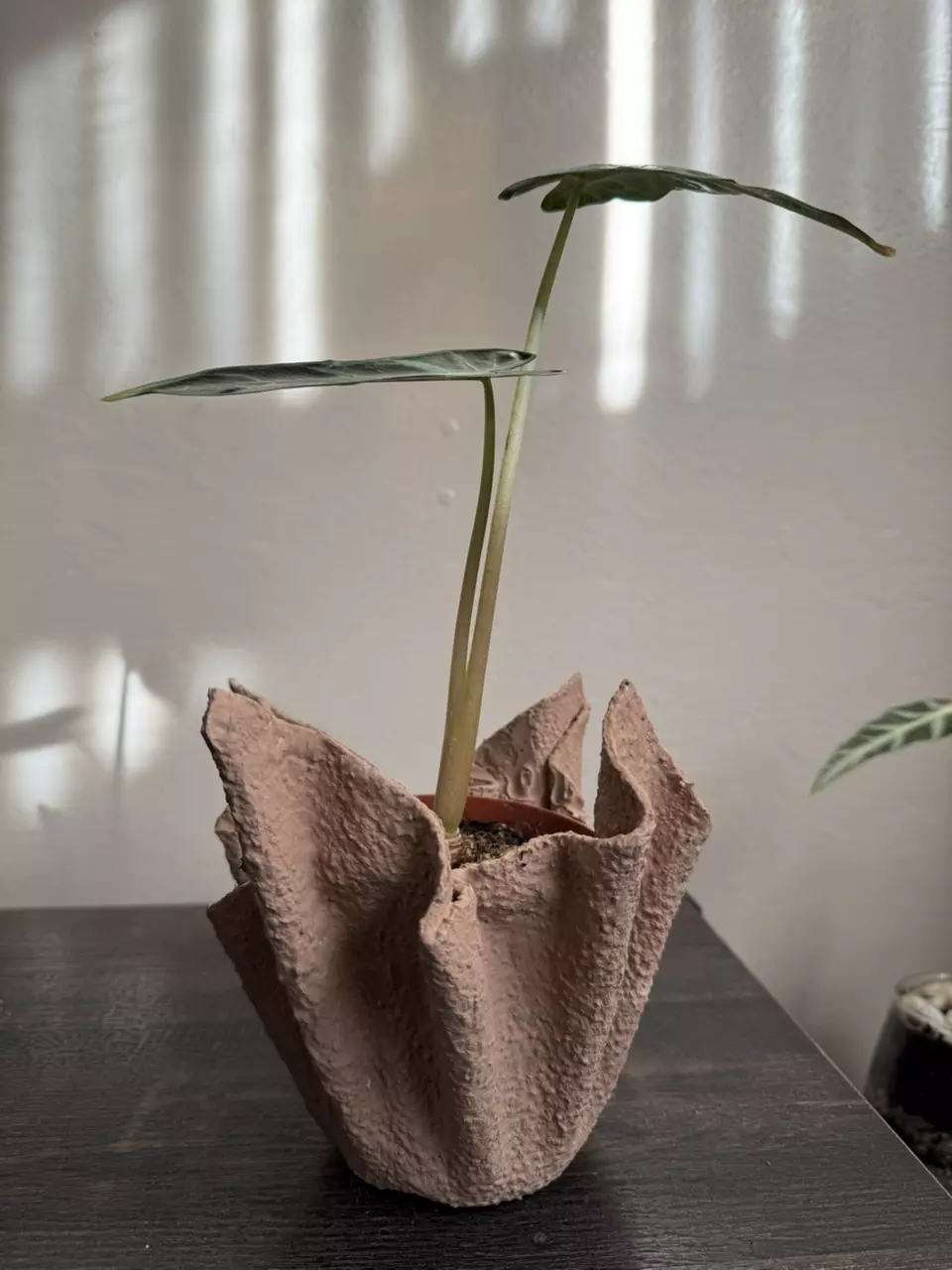 plant/Lightweight Cement Planter-2