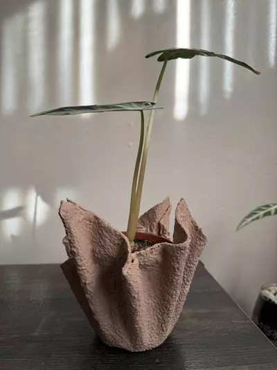 plant/Lightweight Cement Planter-2-thumbnail