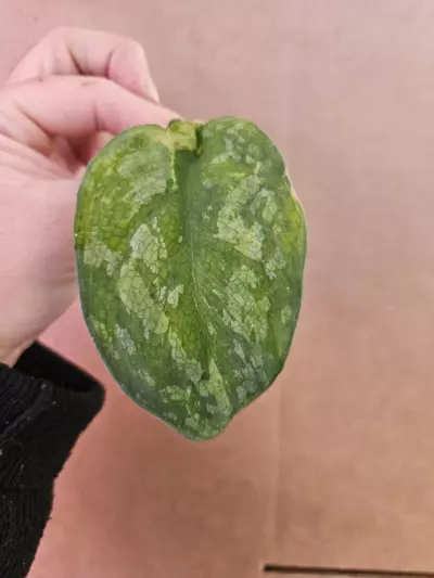 plant/Scindapsus mejile lightly rooted-0-thumbnail