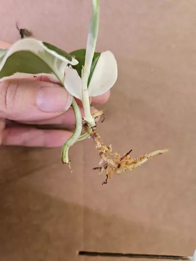 plant/Trubii black albo-2-thumbnail