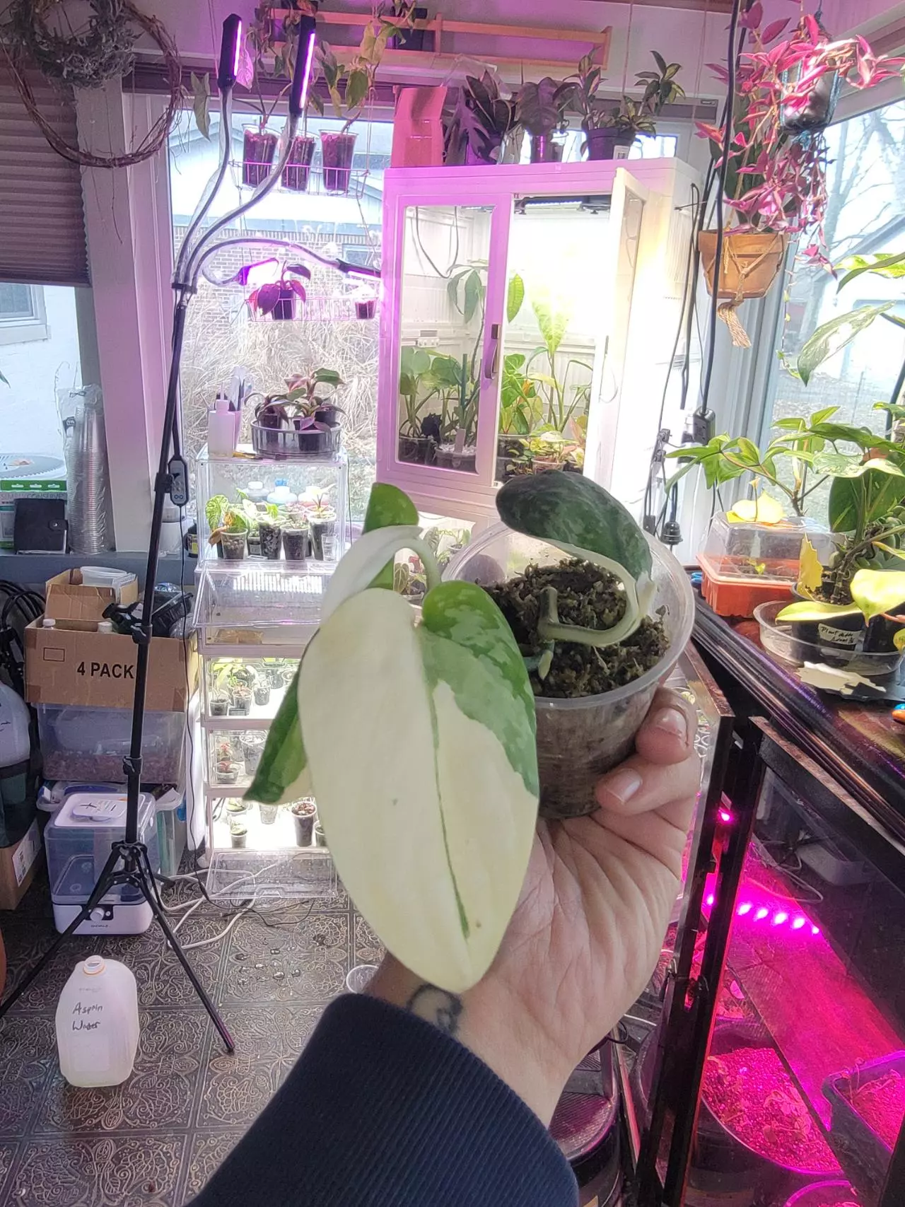 plant/Scindapsus simbara-3