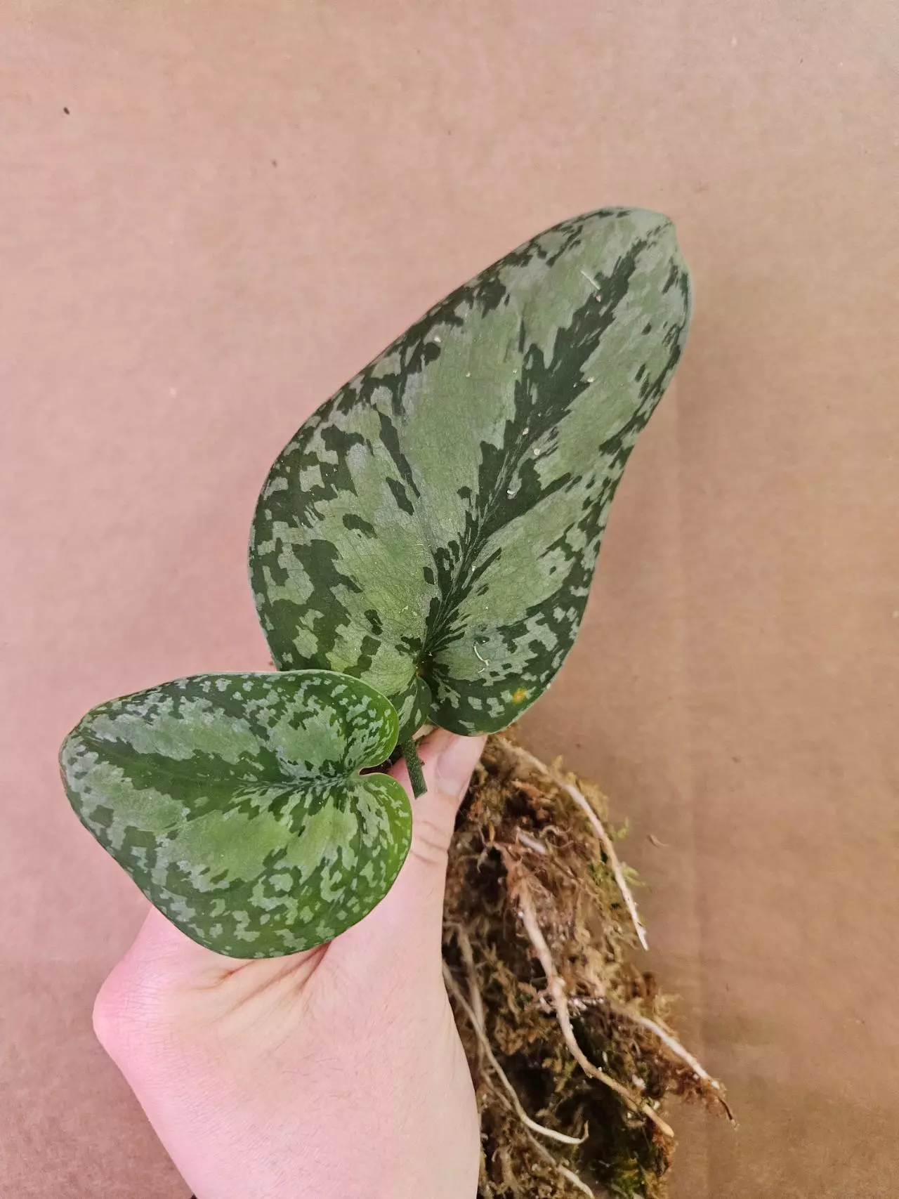 plant/Dark form tricolor-1