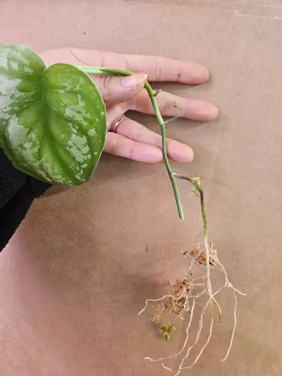 plant/Exotica no id-0-thumbnail