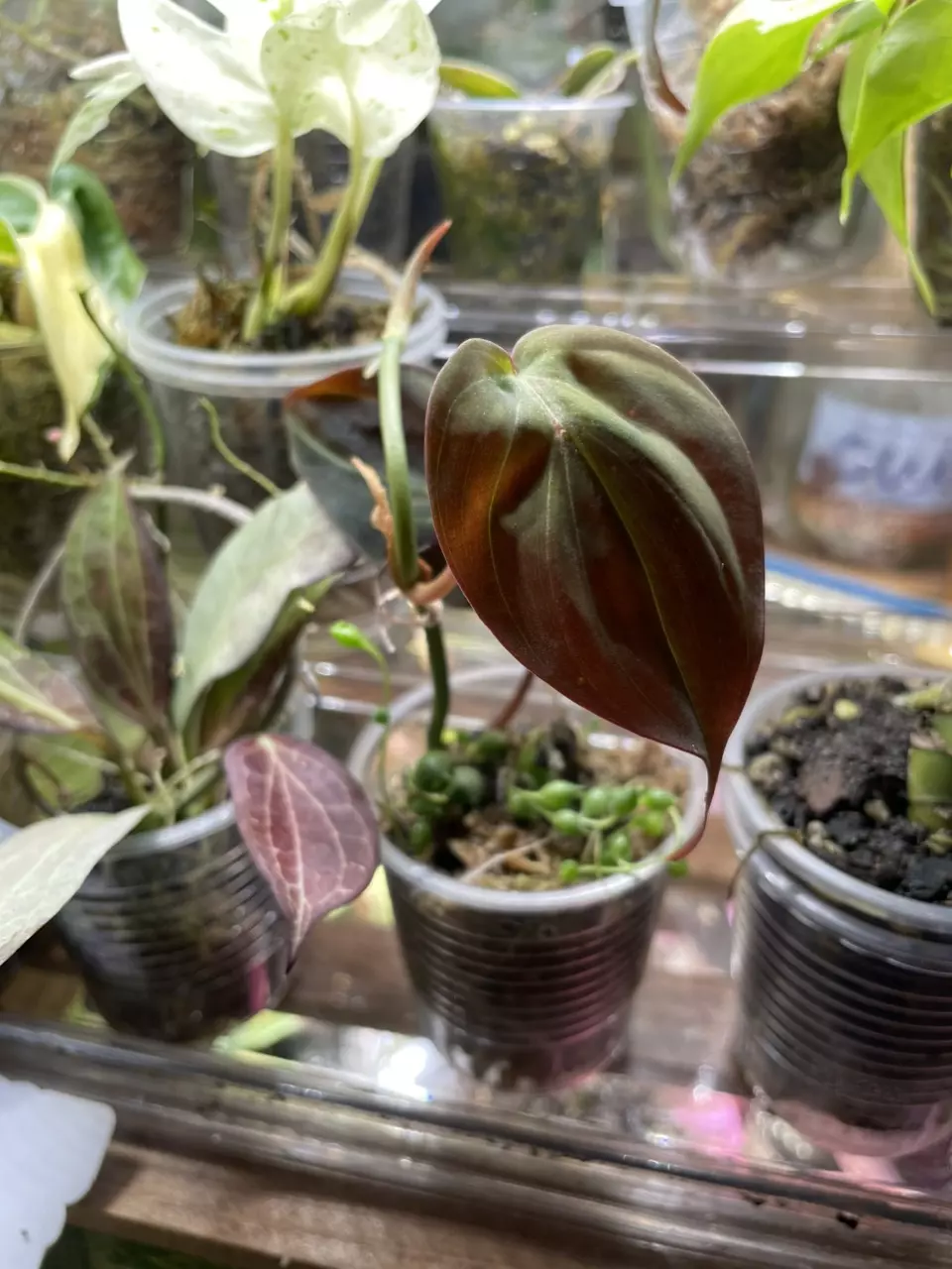 plant/Micans (cut from Halo) & String of Pearls-1