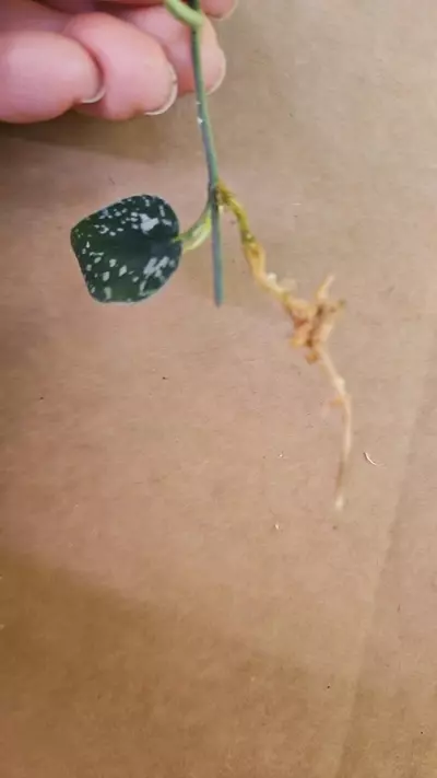 plant/Scindapsus tricolor lightly rooted-1-thumbnail