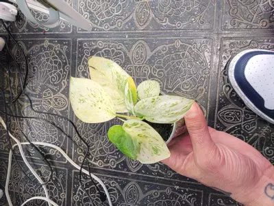 plant/Scindapsus halimoon-1-thumbnail