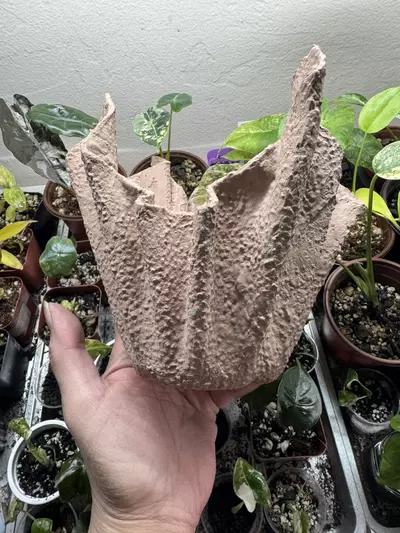 plant/Lightweight Cement Planter-0-thumbnail