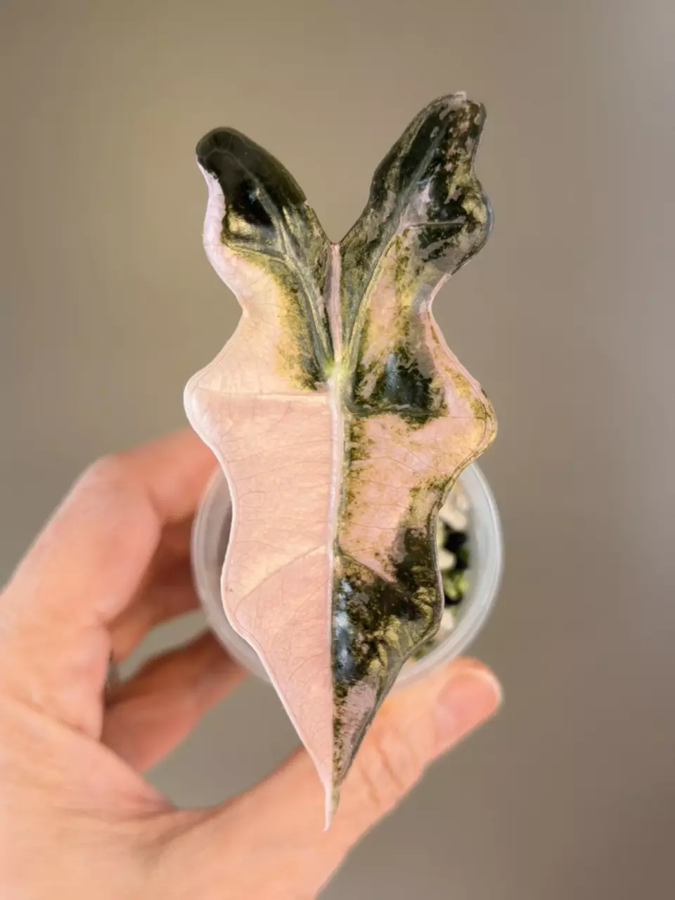 plant/511 Alocasia Pink Nobilis (K)-0