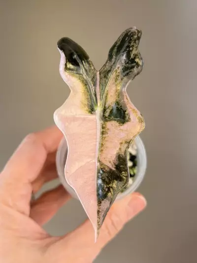 plant/511 Alocasia Pink Nobilis (K)-0-thumbnail