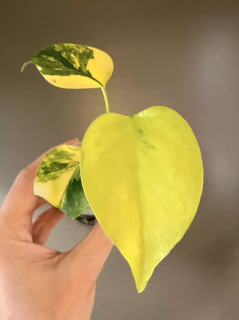 plant/495 Monstera Aurea-0