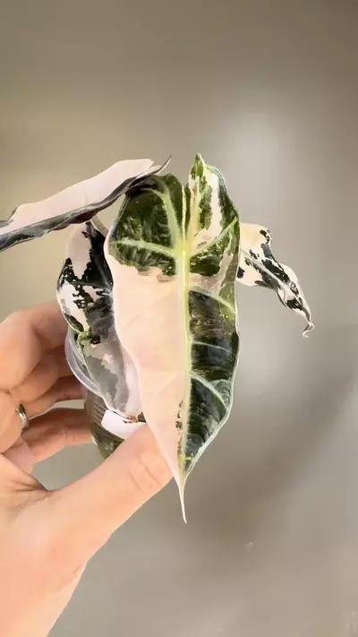 plant/304 Pink Polly-1-thumbnail