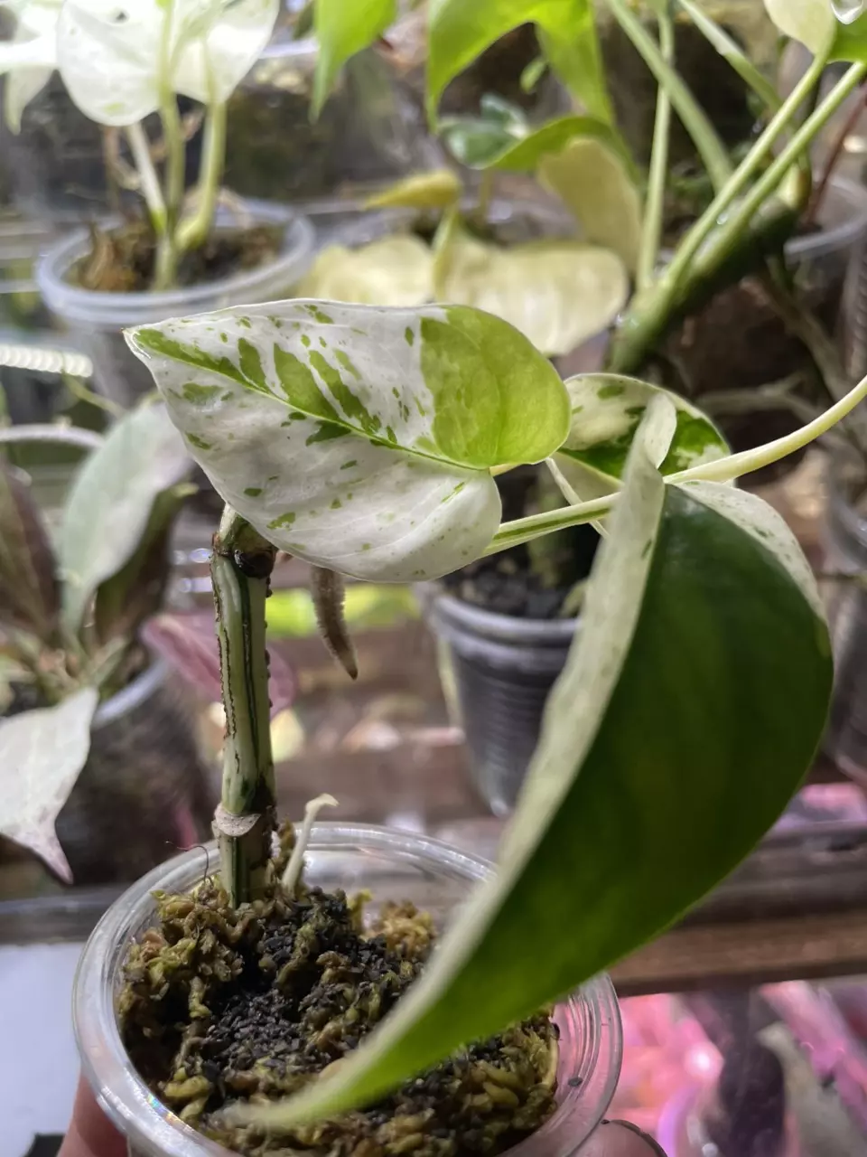 plant/Epipremnum Pinnatum Marble *high color*-3