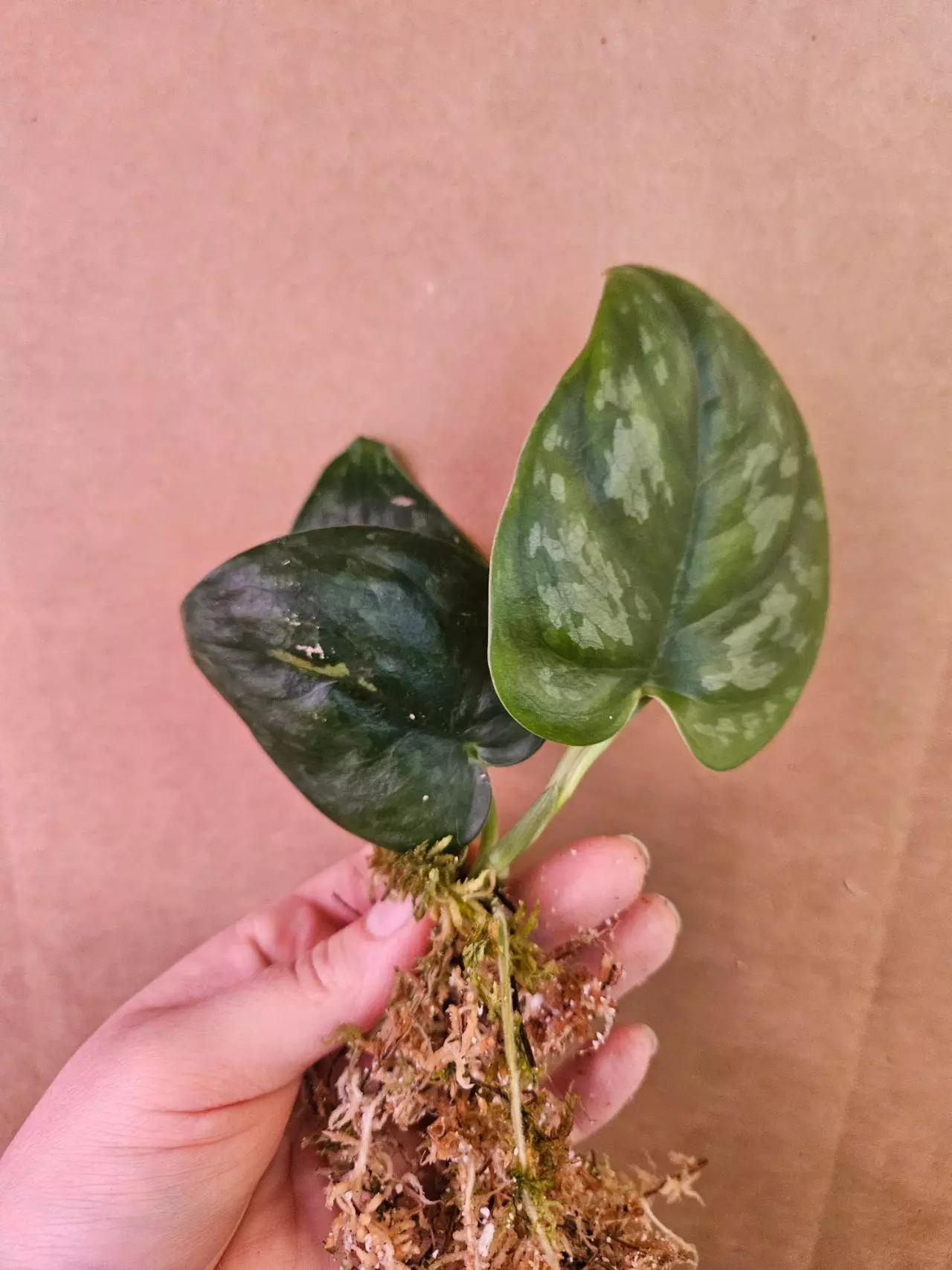 plant/Scindapsus silver platinum-0