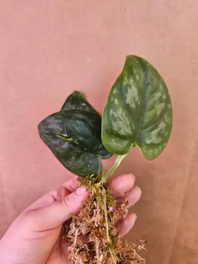 plant/Scindapsus silver platinum-0-thumbnail