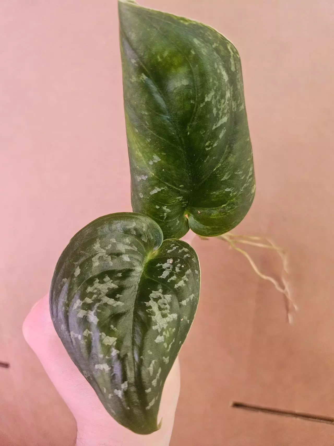 plant/Scindapsus kalamantan-2