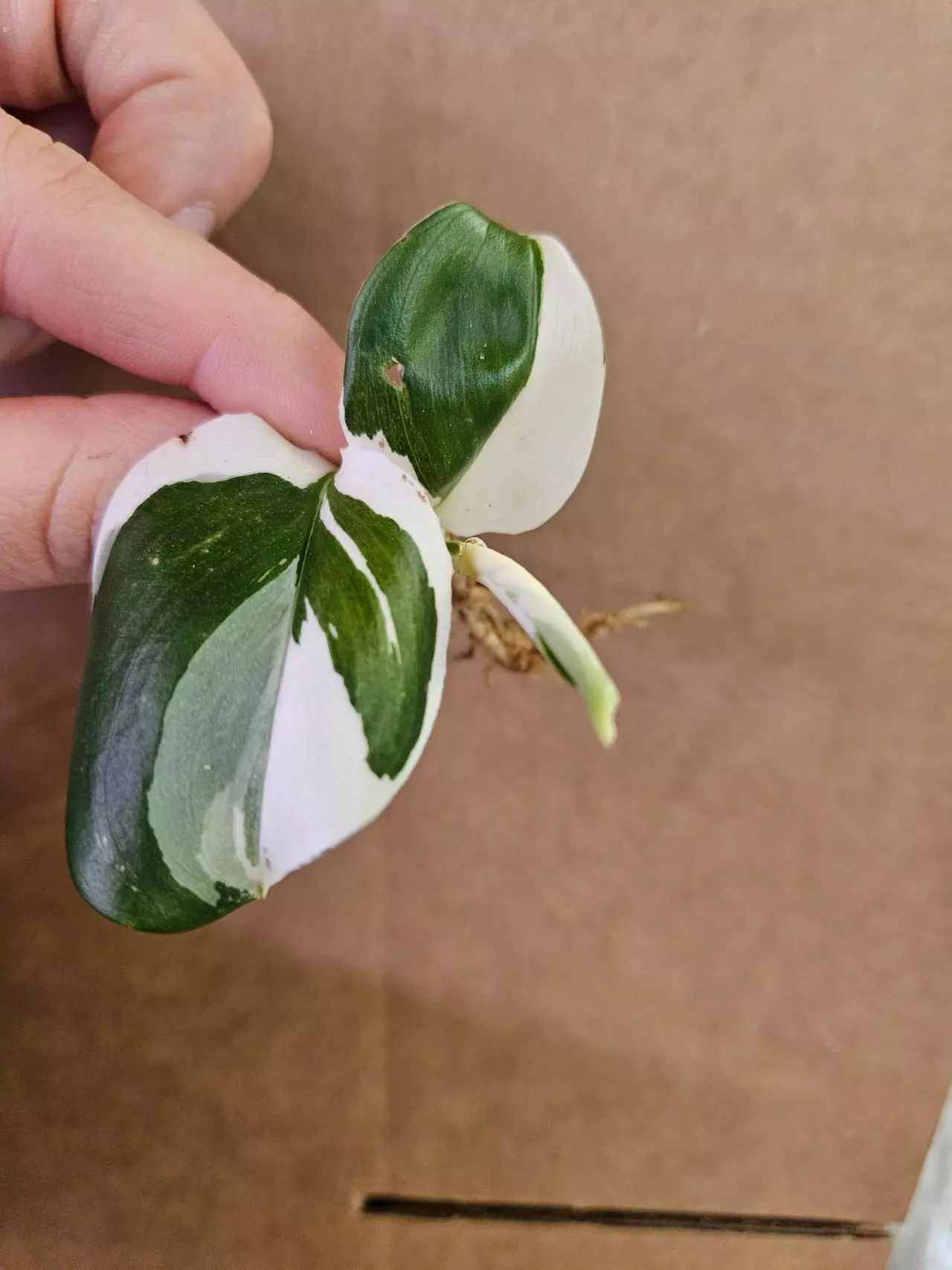 plant/Trubii black albo-1