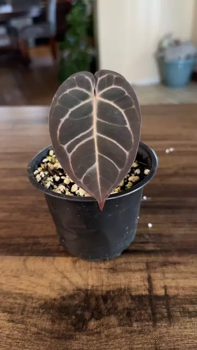 plant/A. Yellow Spider x Dress-3-thumbnail