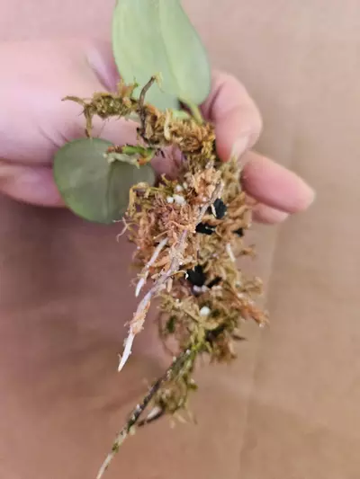 plant/Scindapsus army green-2-thumbnail