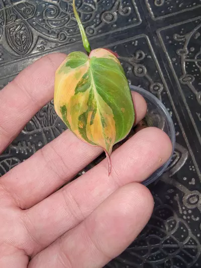 plant/Thai pink mican-1-thumbnail